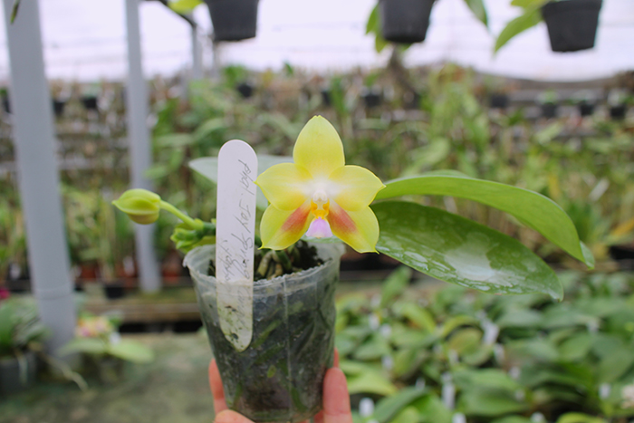 Phalaenopsis Joy Spring Canary 'Yaphon'.jpg