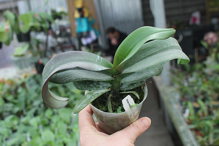 Asconopsis Irene Dobkin 'Elmhurst'.jpg