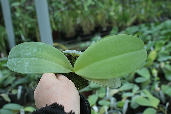 Phalaenopsis Jong's Gigan Cherry 'Jon'.jpg