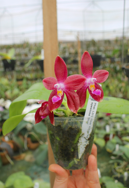 Phalaenopsis LD's Bear King 'YK-10' x spesiosa 'Blue'.jpg