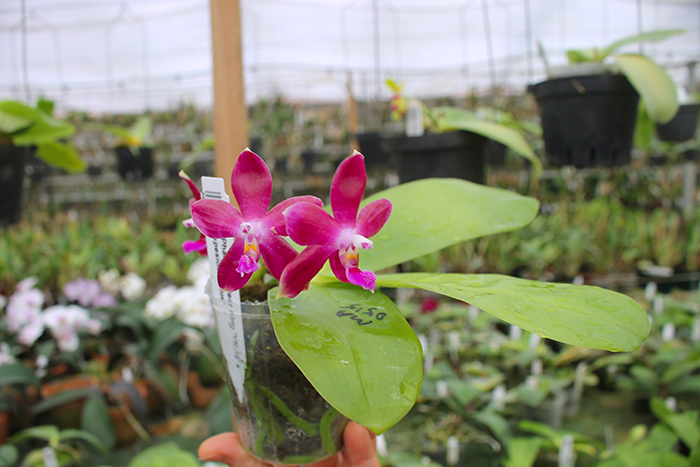 Phalaenopsis LD's Bear King 'YK-10' x spesiosa 'Blue'.jpg