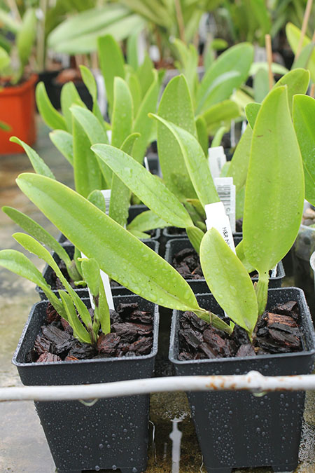Cattleya warscewiczii coerulea 'La Floresta' x self (C).jpg