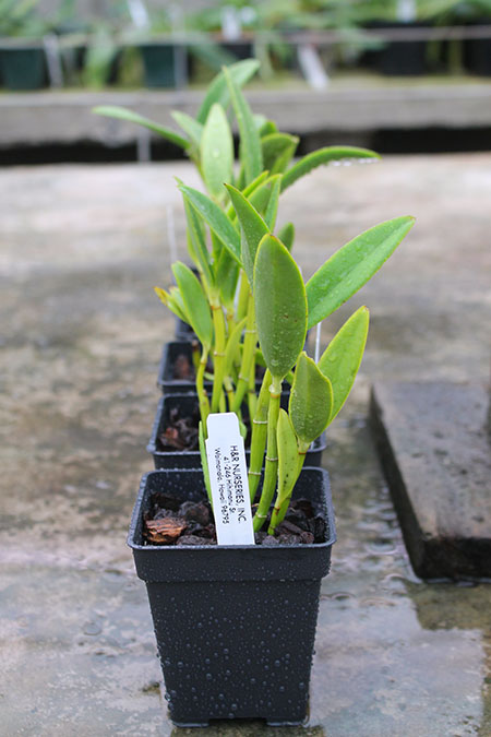Cattleya bicolor albescens 'Armageddon'.jpg
