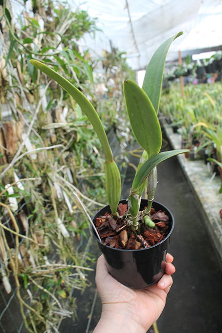 Cattleya trianae tipo x self (H&R).jpg