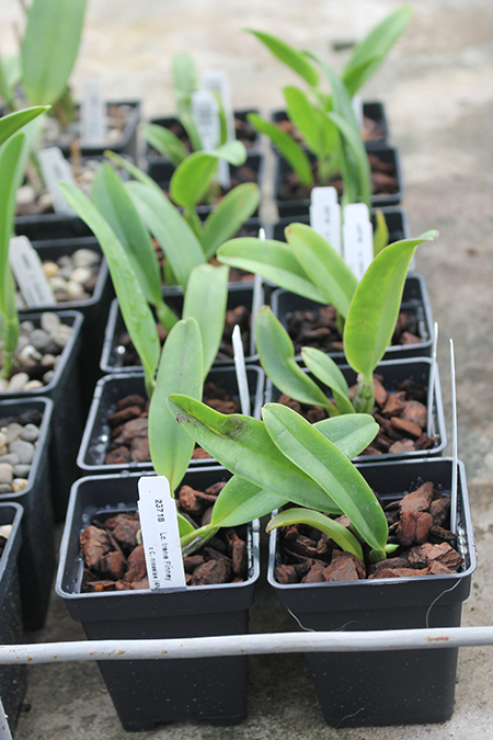 Laeliocattleya Irene Finney x Cattleya mossiae 4N.jpg