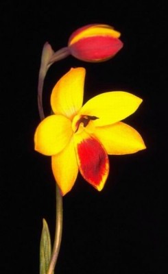 Thelymitra_antennifera