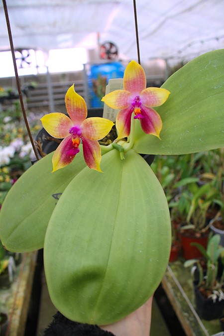 Phalaenopsis LD's Bear King 'YK-14' x Miro Super Star.jpg