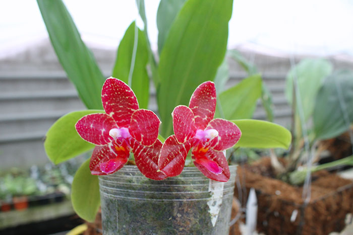 Phalaenopsis AL Sun Tiger x Zheng Min Tyrannosaurus.jpg