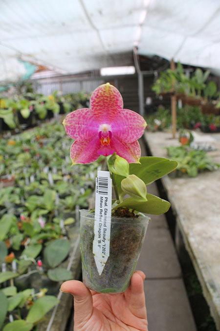 Phalaenopsis Diamond Beauty '1202' x Mituo Reflex Dragon 'B-1'.jpg