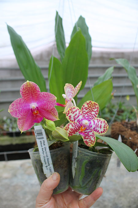 Phalaenopsis Diamond Beauty '1202' x Mituo Reflex Dragon 'B-1'.jpg