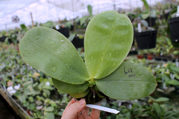 Phalaenopsis bellina 'Mituo'.jpg