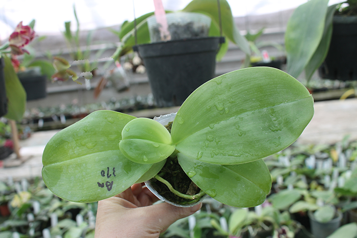 Phalaenopsis Mituo Purple Bear x LD's Bear King.jpg