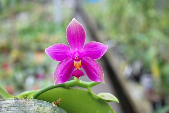 Phalaenopsis Miro Super Star 'Rainbow' x Mituo Prima 'Mituo #1'.jpg