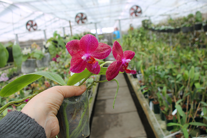 Phalaenopsis Mituo Sun 'Mituo#2' x Mituo King Bellina.jpg