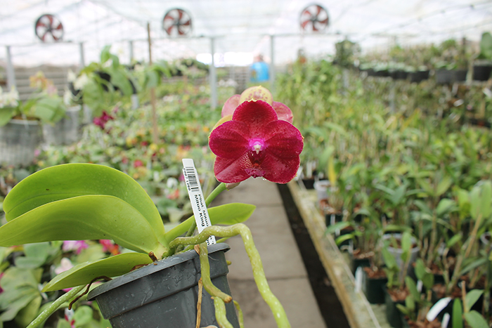 Phalaenopsis Mituo Sun 'Mituo#2' x Mituo King Bellina.jpg