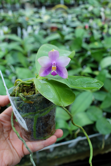 Phalaenopsis Mituo Prince 'Bb' x Mituo Reflex 'Dragon'.jpg