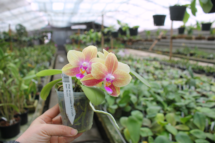 Phalaenopsis Mituo Golden 'M-2' x Ld's Bear Queen.jpg