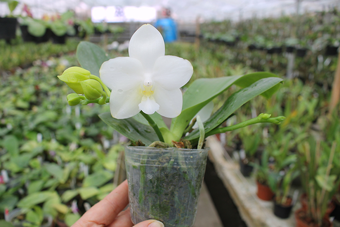 Phalaenopsis Tzu Chiang Chrisna (Phalaenopsis Timothy Christopher x Phalaenopsis Yungho Geld Canary).jpg