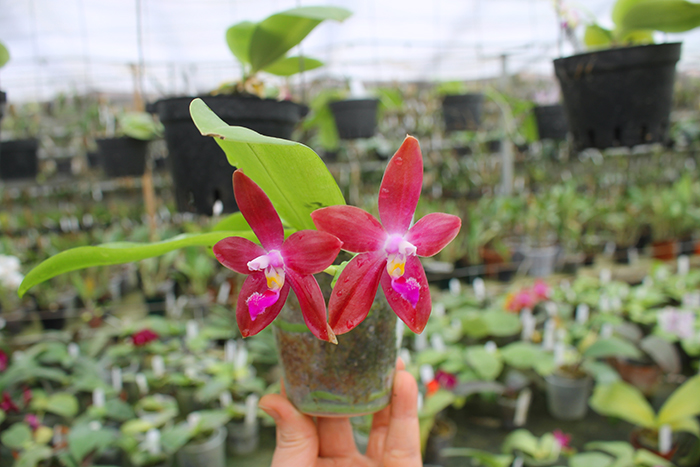 Phalaenopsis LD's Bear King 'YK-10' x spesiosa 'Blue'.jpg