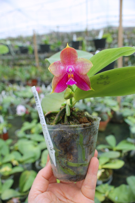 Phalaenopsis LD's Bear King 'YK-14' x Miro Super Star.jpg