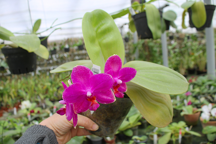 Phalaenopsis Mituo Sun 'Mituo #1' x Ld's Bear King 'YK-14'.jpg