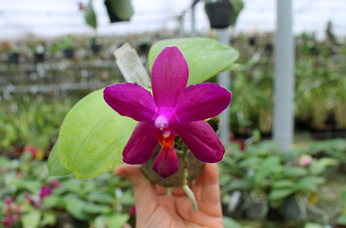 Phalaenopsis Jennifer Palermo x Dragon Tree Eagle 'DT-168'.jpg