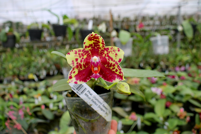 Phalaenopsis Diamond Beauty '1202' x Mituo Reflex Dragon 'B-1'.jpg