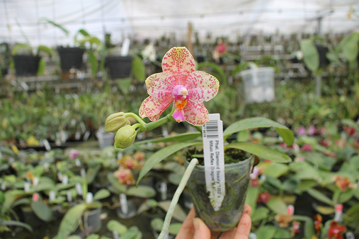 Phalaenopsis Diamond Beauty '1202' x Mituo Reflex Dragon 'B-1'.jpg
