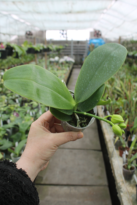 Phalaenopsis Tzu Chiang Chrisna.jpg