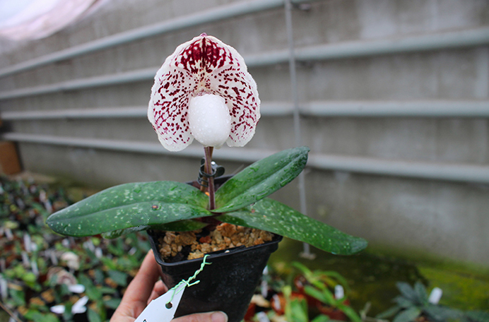 Paphiopedilum godefroyae P747.jpg