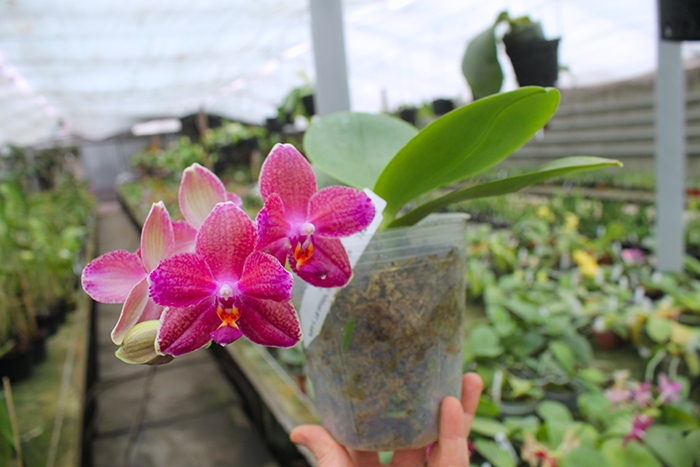 Phalaenopsis Mituo Sun 'Mituo #1' x Ld's Bear King 'YK-14'.jpg