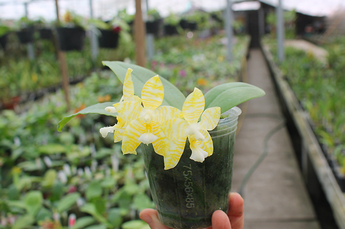 Phalaenopsis Lyndon Gold Ring (clone).jpg