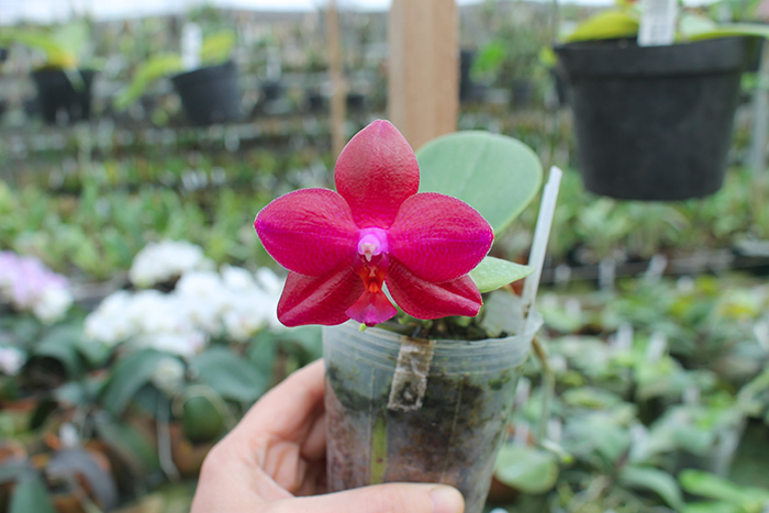 Phalaenopsis Ld's Bear King 'YK-14' x Mituo Sun 'Mituo #1'.jpg