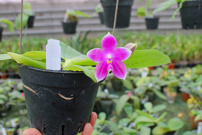 Phalaenopsis speciosa x Mituo Prince 'Bb'.jpg