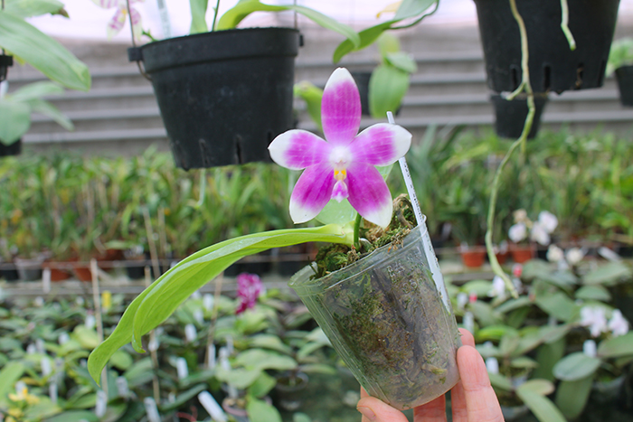 Phalaenopsis speciosa x Mituo Prince 'Bb'.jpg