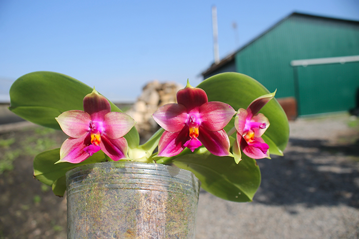 Phalaenopsis Miro Super Star 'Rainbow' x Mituo Prima 'Mituo #1'.jpg