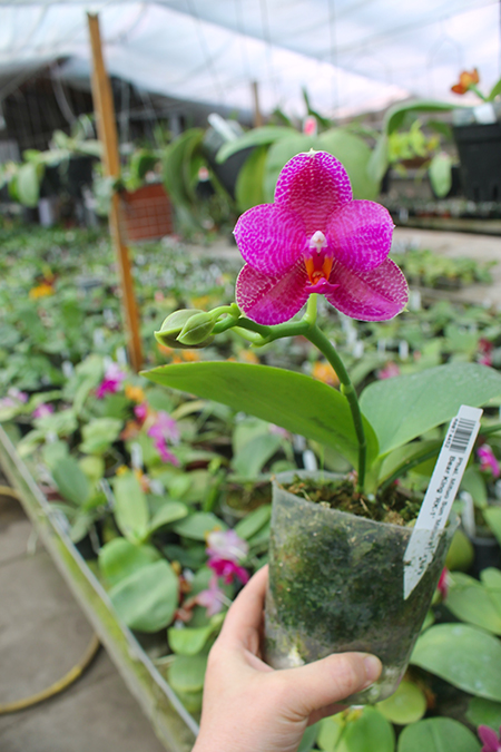 Phalaenopsis Mituo Sun 'Mituo #1' x Ld's Bear King 'RK-1'.jpg