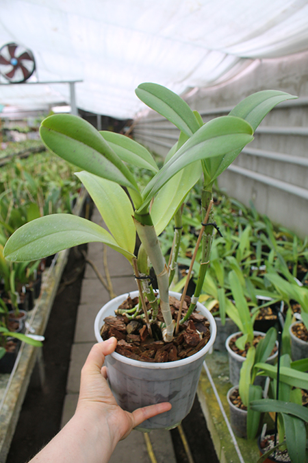 Brassavola digbyana x Cattleya Little Oliver.jpg