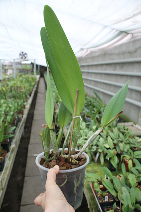 Cattleya Earl 'Imperialis' x Brassolaeliocattleya Ranger Six 'Aok') x Brassavola digbyana 'Mr Pig'.jpg