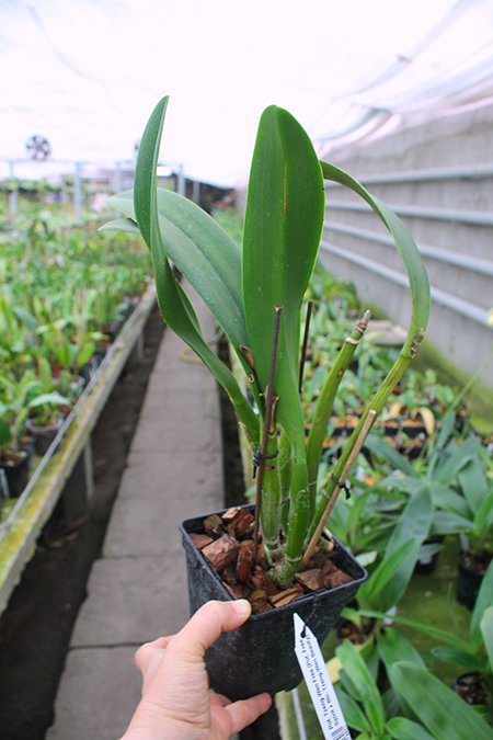 Potinara Tzeng-Wen Free.jpg