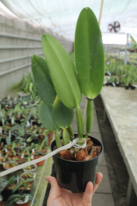 Cattleya gaskelliana coerulea 'Vista Linda' (Z-360) x Cattleya gaskelliana coerulea 'Boas Vista' (Z-360).jpg