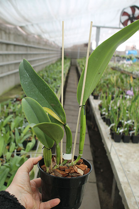 Cattleya warneri semi alba (good shape x 'Rubi').jpg