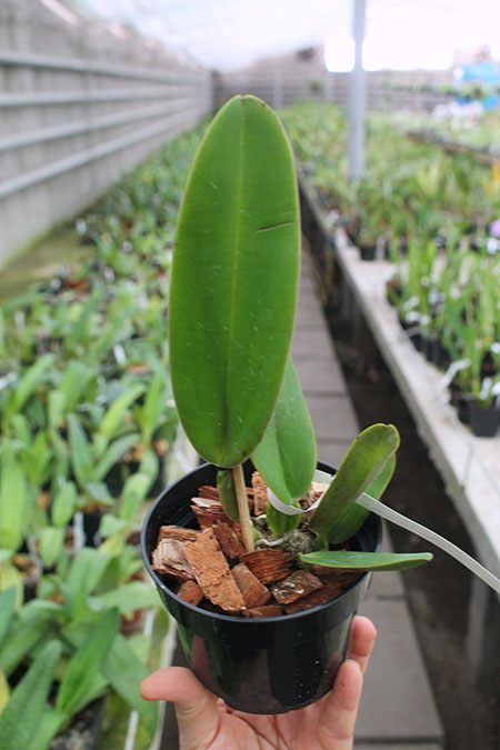 Cattleya warneri trilabelo 'EM' x warneri escura 'Belezinha'.jpg
