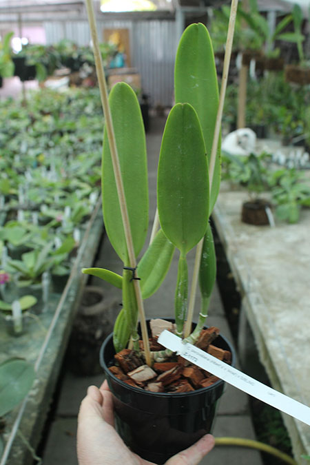Cattleya percivaliana (Albert´s' x 'Aniel') x SIBLING.jpg