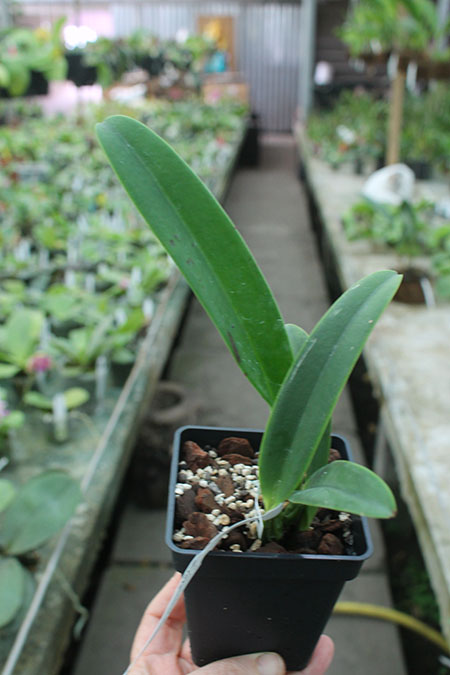 Cattleya percivaliana 'Summit -Mutant' x SELF.jpg
