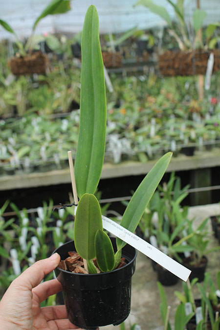 Cattleya mossiae semi alba aquini 'Caribe' x self.jpg
