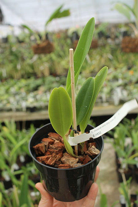 Cattleya mossiae semi alba 'Julieta x SELF.jpg