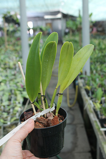 Cattleya warscewiczii alba 'Envigado' x SELF.jpg