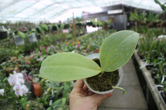 Phalaenopsis Friday's Princess 'Brother'.jpg