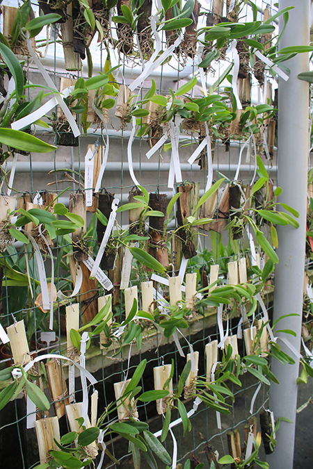 Laelia praestans.jpg